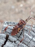 Punaise americaine - Leptoglossus occidentalis (ph. Mrugala F., Ardeche, 08-2020)(6)